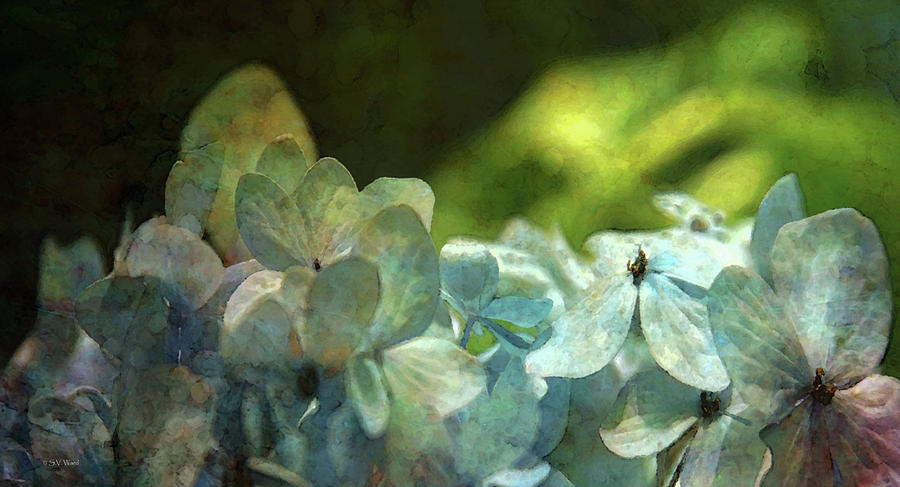 Hydrangea Petals Memory 1202 IDP_2 Photograph by Steven Ward
