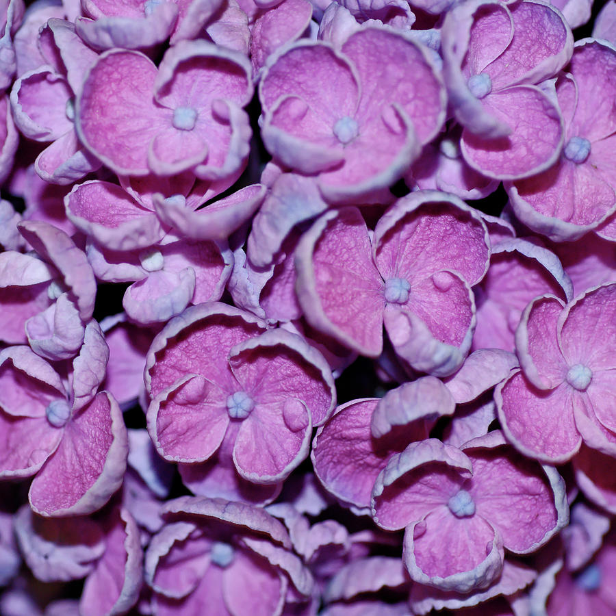 Hydrangea Petals Photograph by Robert Shard