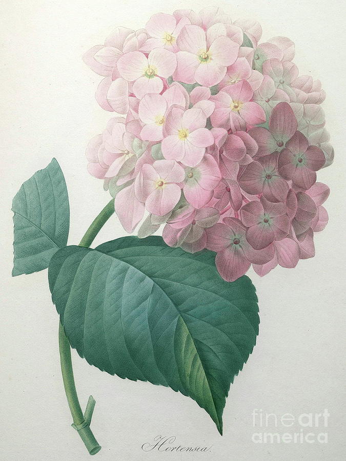 Flower Painting - Hydrangea by Pierre Joseph Redoute