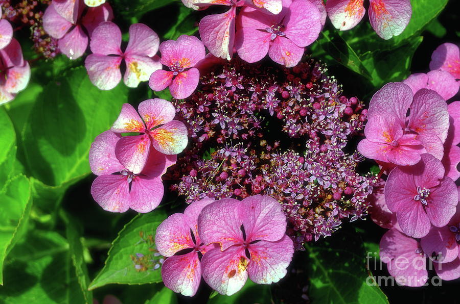 Hydrangea Pink Photograph by Michelle Meenawong