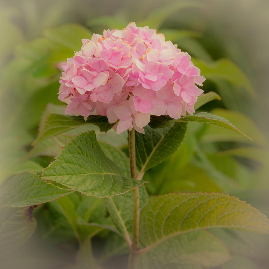 Hydrangea Pink Photograph by Yeates Photography