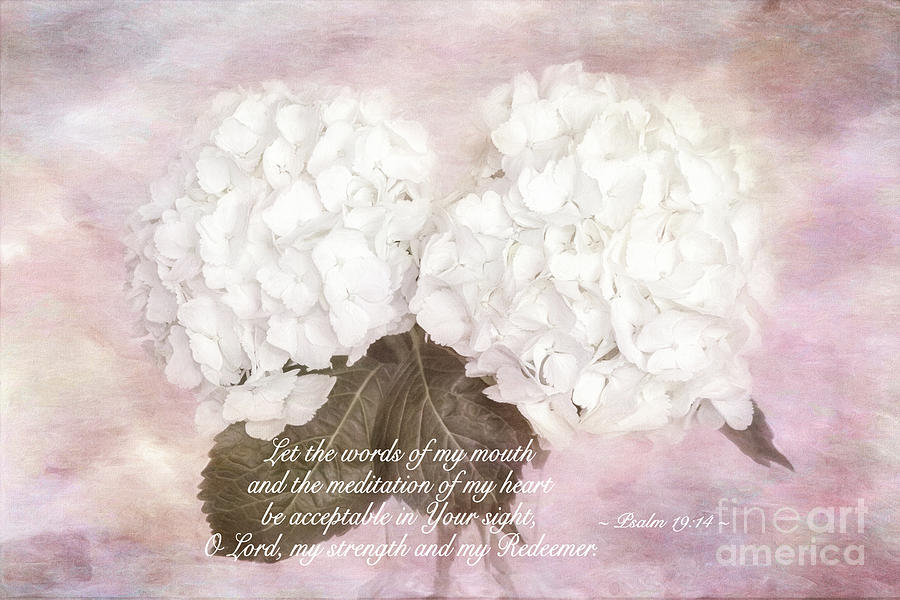 Nature Photograph - Hydrangea Psalm 19 by Sharon McConnell