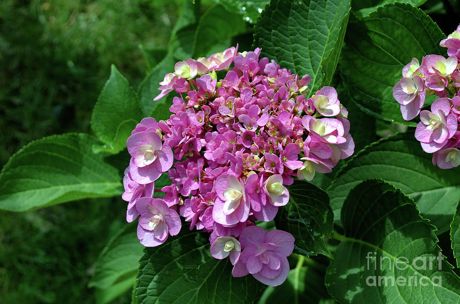 Hydrangea Purple Photograph by Michelle Meenawong