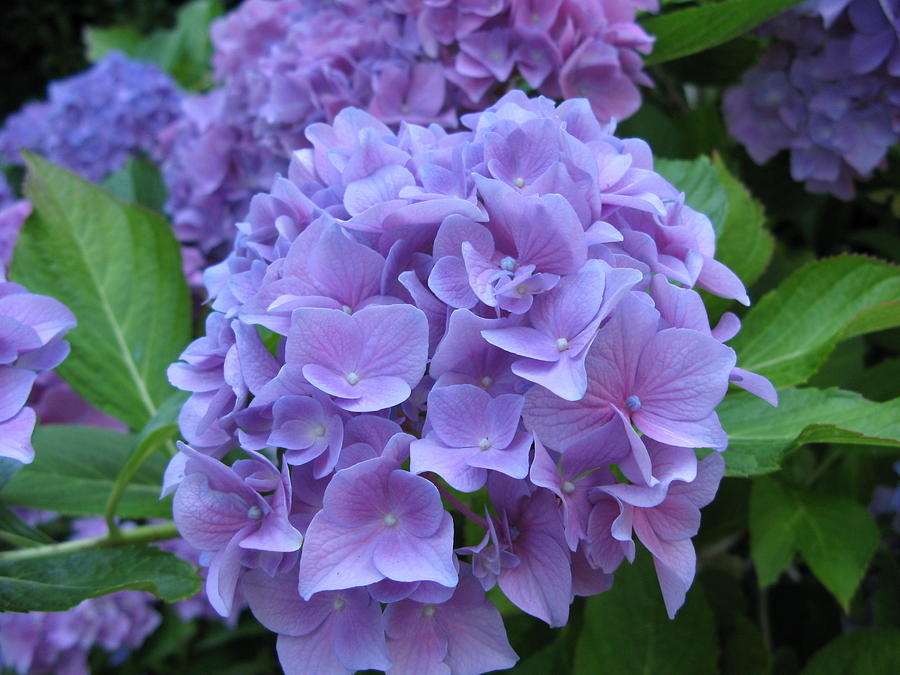 Hydrangea Photograph by Susan Lindblom - Fine Art America