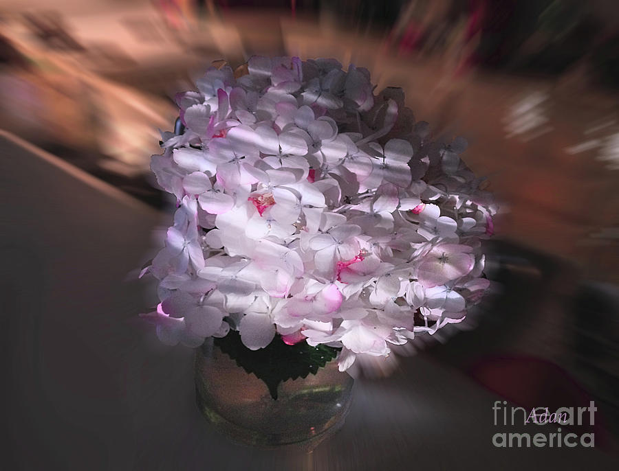 Hydrangea Swirl Photograph by Felipe Adan Lerma
