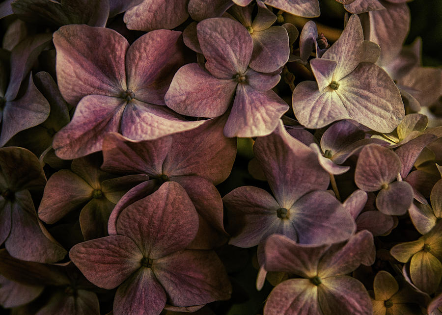 Hydrangea Texture Photograph by Robert Steklasa