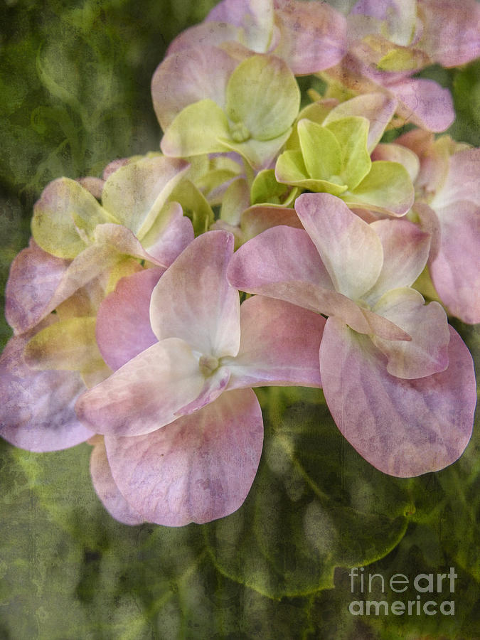 Hydrangea Textured Floral Print Photograph by Ella Kaye Dickey