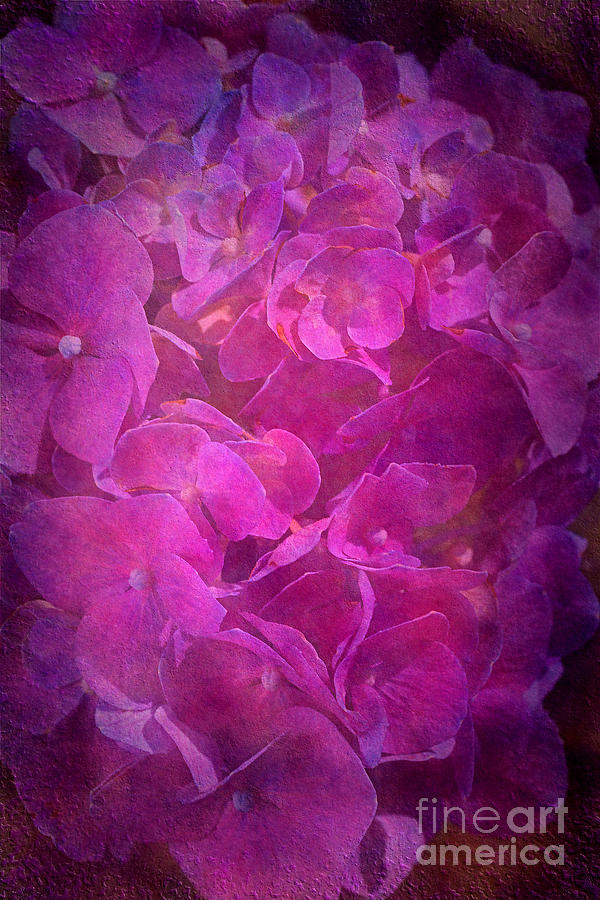 Hydrangea Textured in a Pink Light Digital Art by Joy Watson