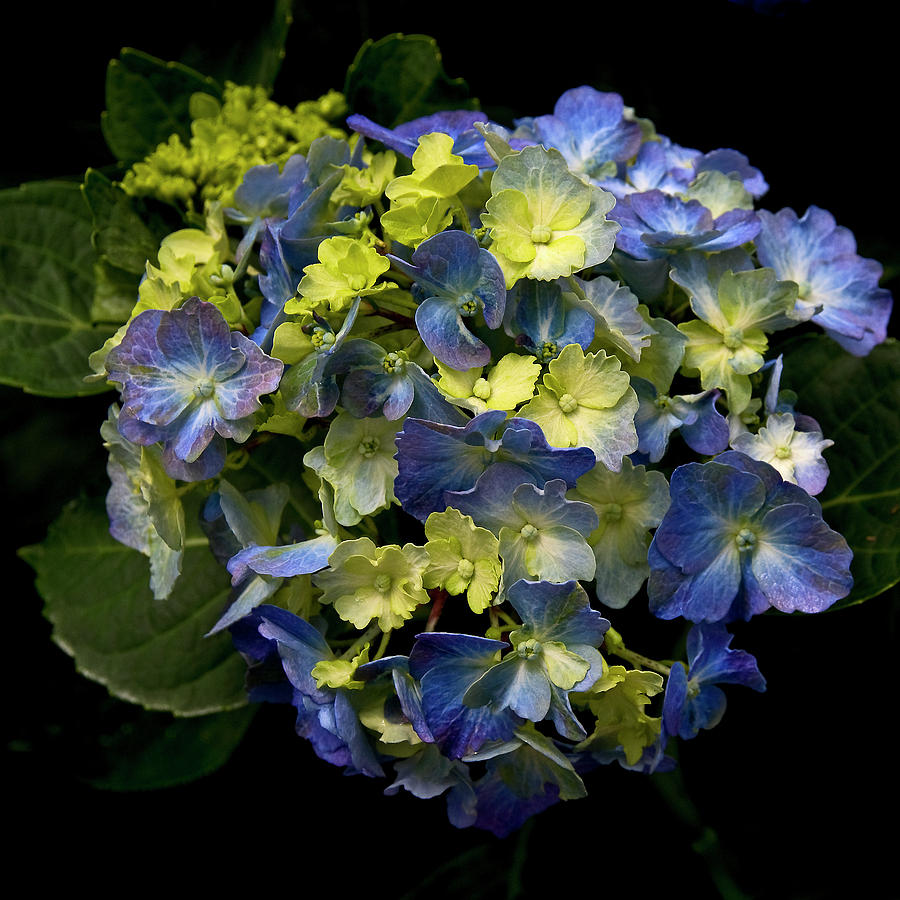 Hydrangea Photograph by Thanh Thuy Nguyen