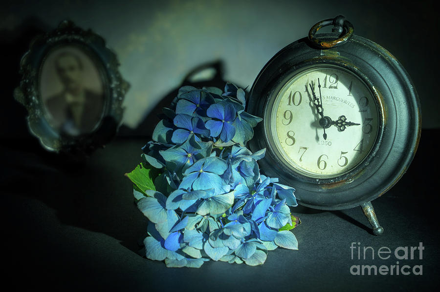 Hydrangea Time 2 Photograph by Ann Garrett