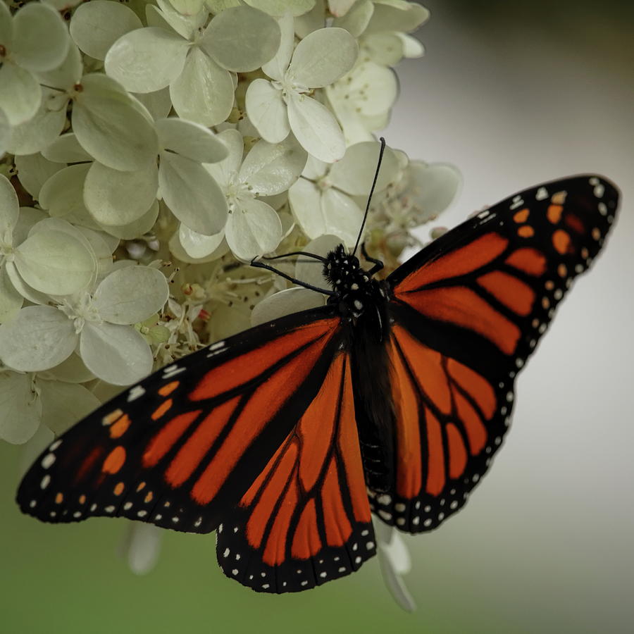 Hydrangea Tree Monarch Photograph by Dale Kauzlaric