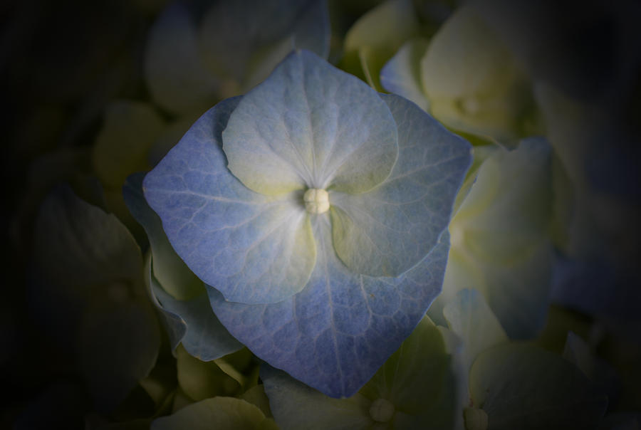 Hydrangea - Vignette Photograph by Richard Andrews