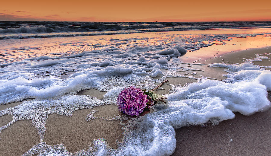 Hydrangea Washed Up On The Beach Photograph