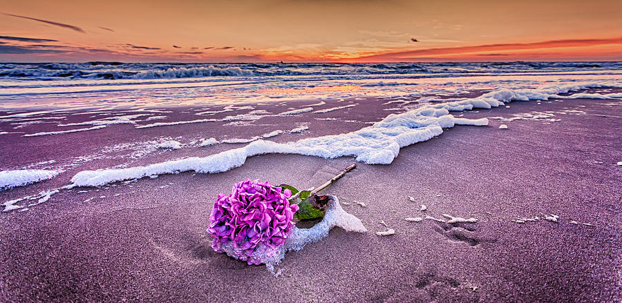 Hydrangea Washed Up On The Beach Part 2 Photograph