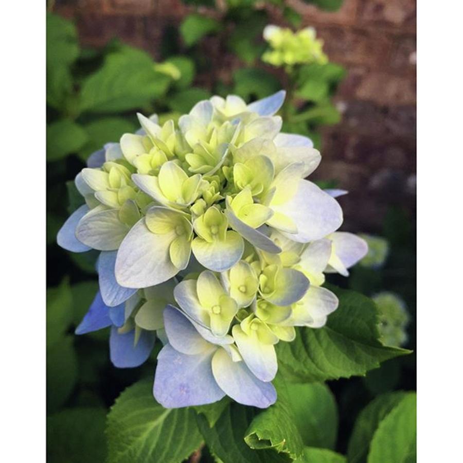 Flower Photograph - Hydrangea #whatsblooming #flowers by Joan McCool