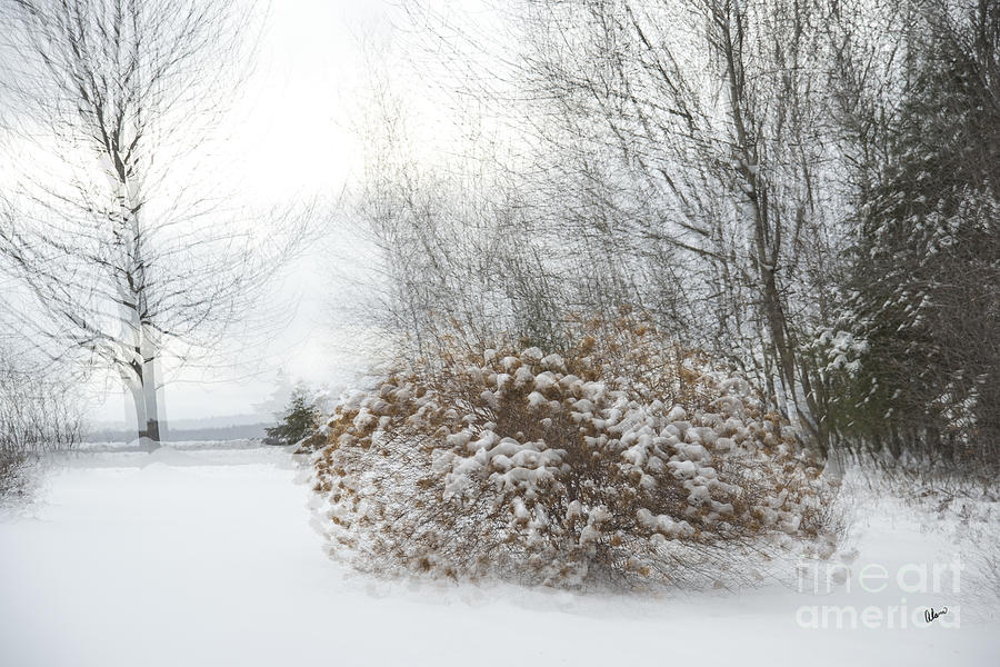 Hydrangea Winter Photograph by Alana Ranney