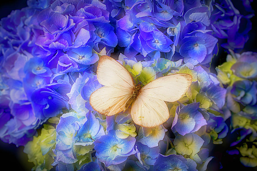 Flower Photograph - Hydrangea With White Butterfly by Garry Gay