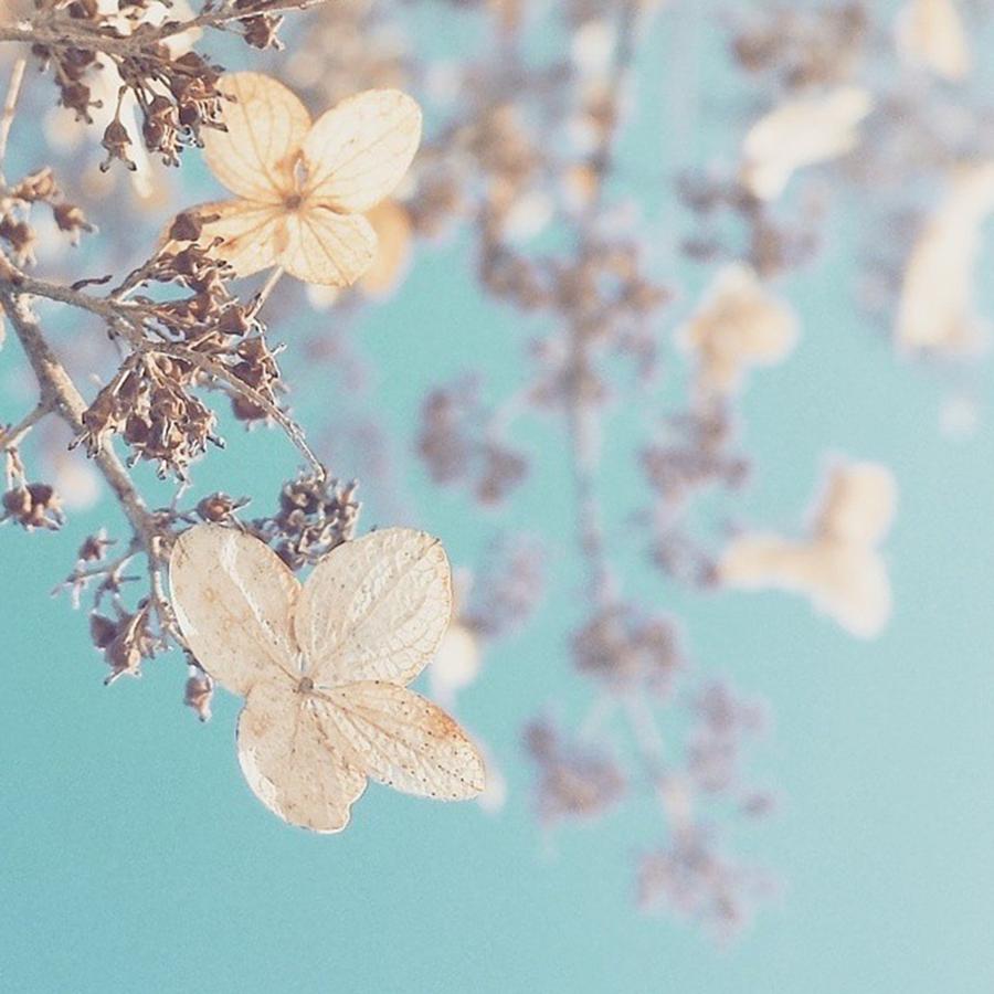 Flower Photograph - #hydrangeas #becauseiamhappy #flowers by Tricia Elliott