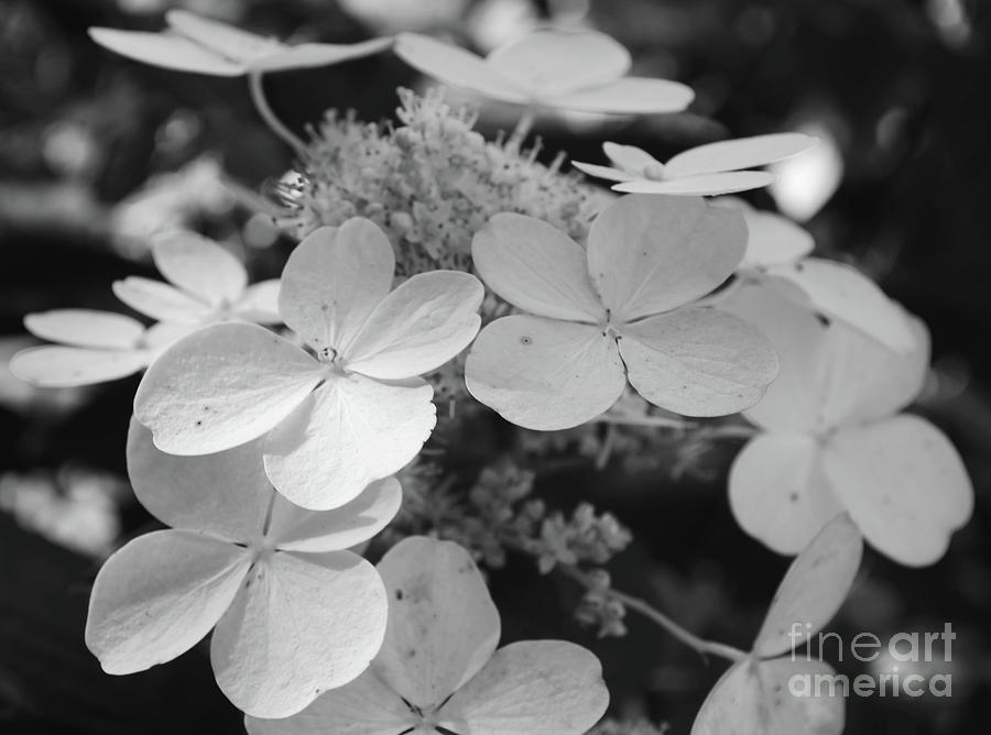 Hydrangeas Black and White Photograph by Andrea Anderegg