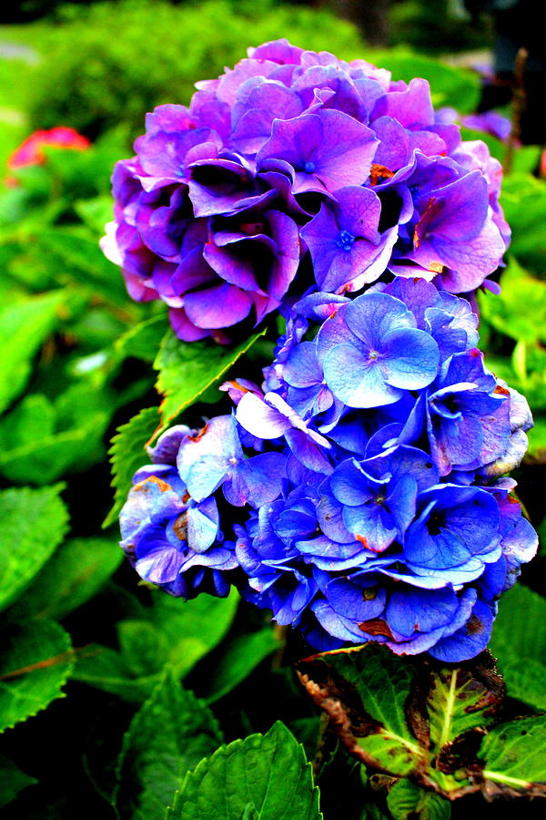 Hydrangeas Blue Purple Photograph by Cynthia Guinn