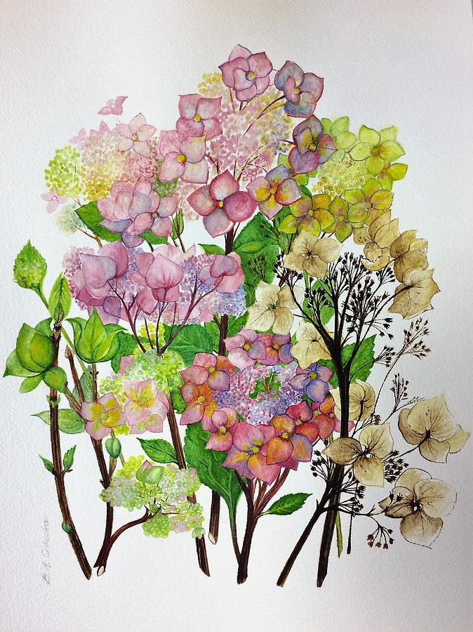 Hydrangeas Changing Colours Painting by Barbara Anna Cichocka