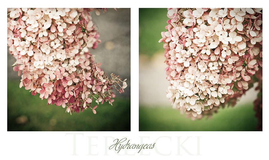 Flower Photograph - Hydrangeas Diptych by Maggie Terlecki