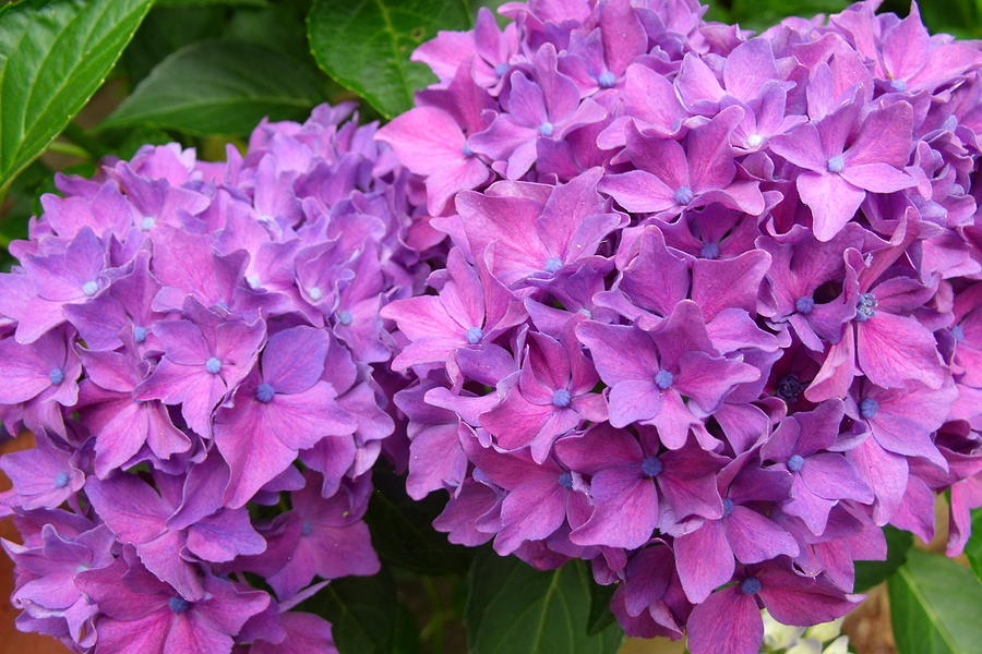 Hydrangeas Photograph by Emeraldcoast Gallery - Fine Art America