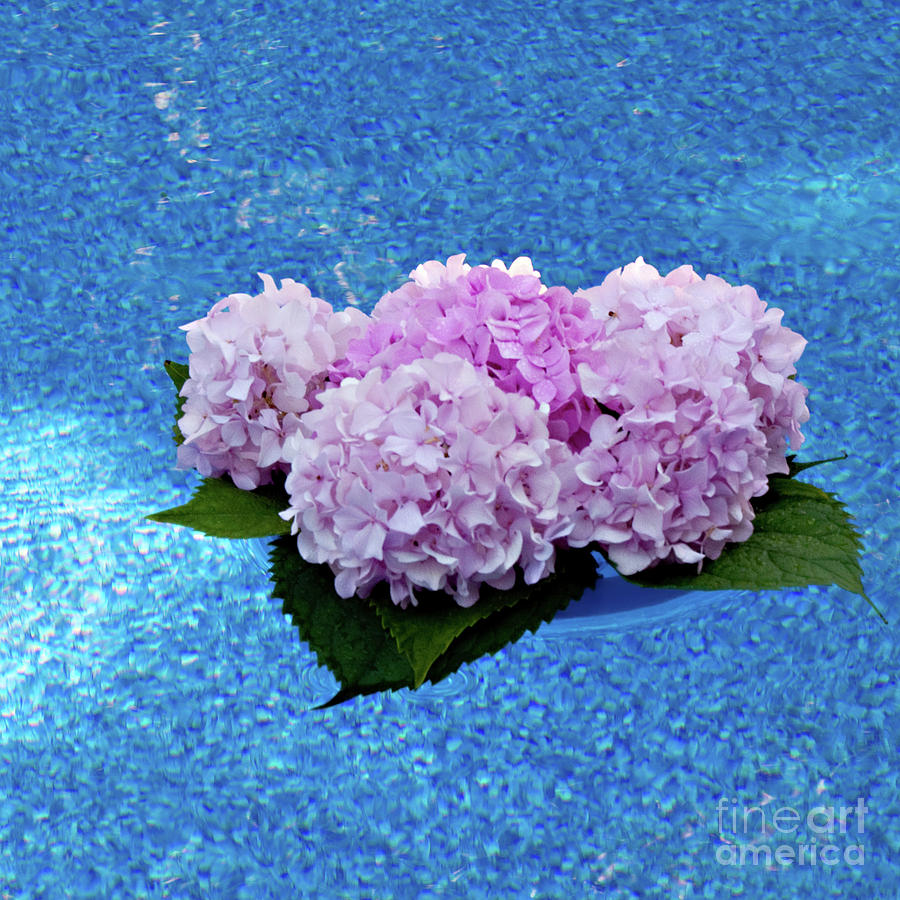 Hydrangeas Floating in the Pool Photograph by Sherry Hallemeier