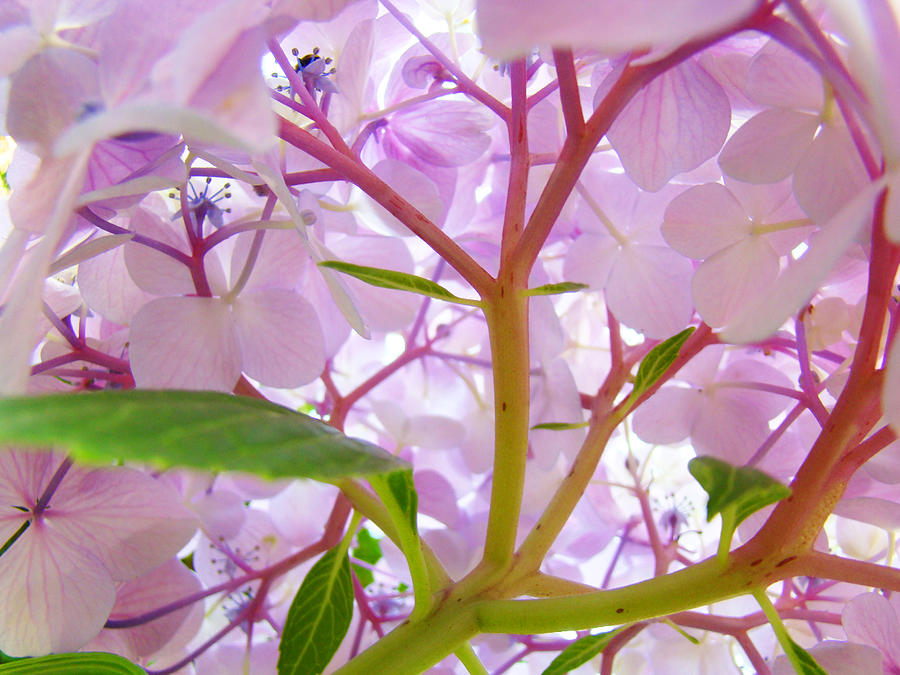 HYDRANGEAS FLOWERS Art Prints Hydrangea Art Giclee Baslee Troutman Photograph by Patti Baslee