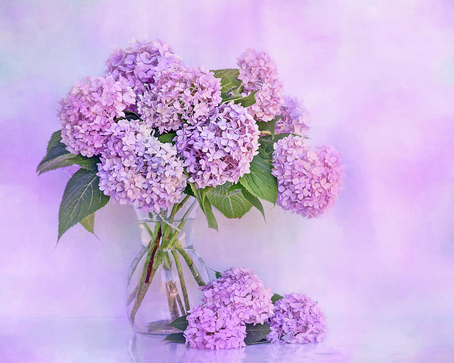 Hydrangeas in Blue and Pink Photograph by Nikolyn McDonald