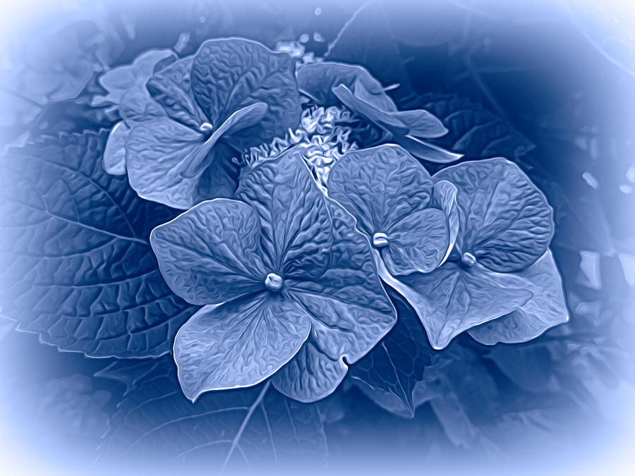 Hydrangeas In Blue Photograph by Susan Lafleur