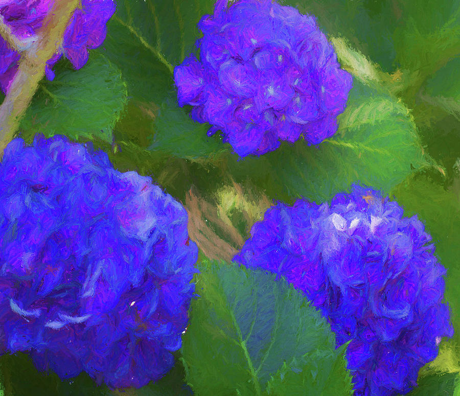 Hydrangeas in Purple  Photograph by Kathy Clark