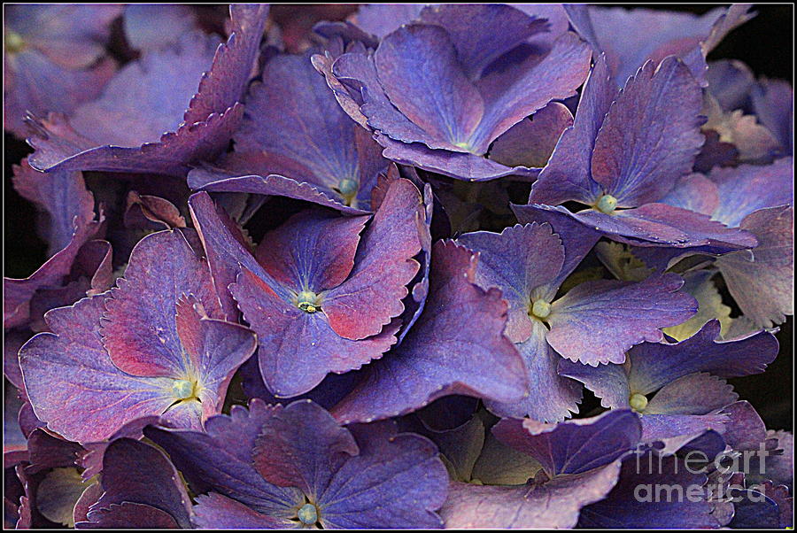  Hydrangeas in Shades of Purple and Blue Photograph by Dora Sofia Caputo