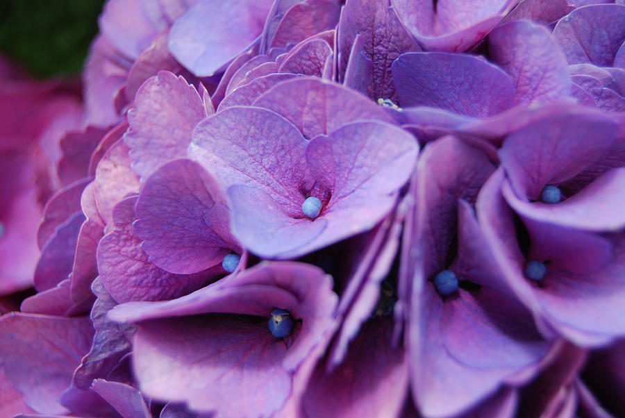 Hydrangeas by Jocelyn Friis Hydrangeas by Jocelyn Friis