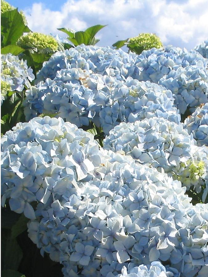 Blue Hydrangea Photograph - Hydrangeas by Valerie Josi Blue Hydrangea Photograph - Hydrangeas by Valerie Josi