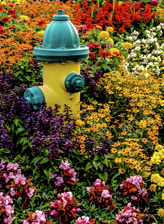 Hydrant and Flowers Photograph by Alan Hart