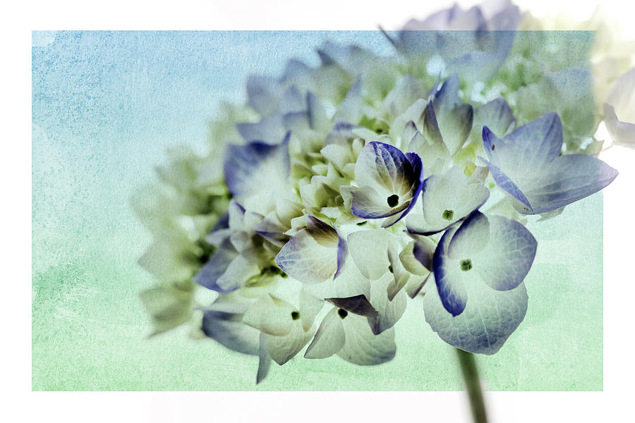 Hydrengae Petals 2 Photograph by Rebecca Cozart