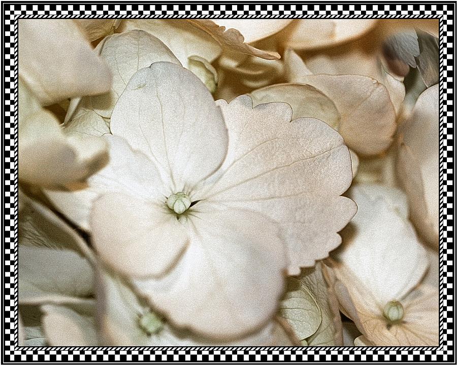 Hydrengea Blossom 3 Framed Photograph by Andrea Lazar