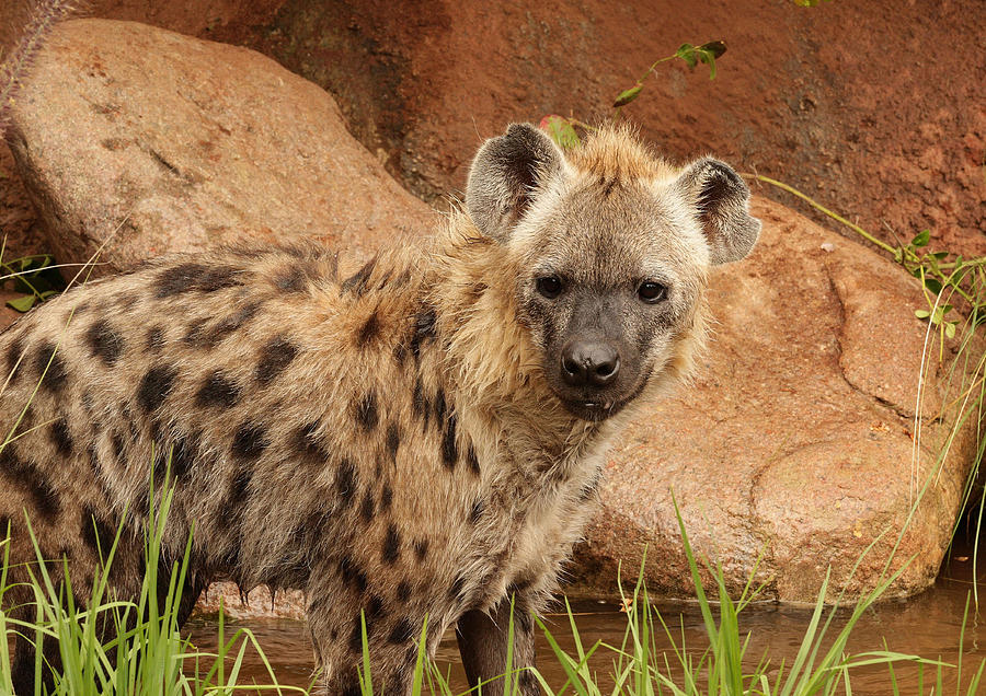 Hyena A Photograph by Tony Brown