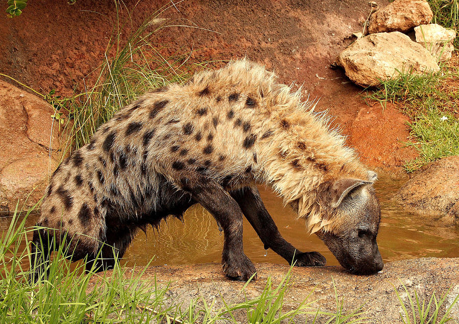 Hyena B Photograph by Tony Brown