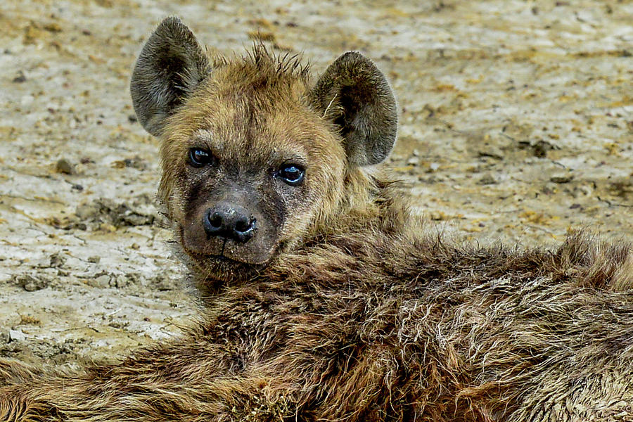 Hyena in the Serengeti Photograph by Marilyn Burton