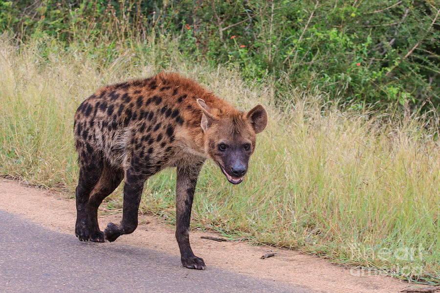 Hyena Photograph by Jennifer Ludlum