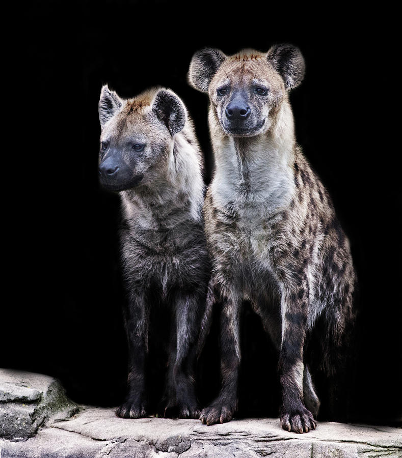 Wildlife Photograph - Hyena Lookout by Martin Newman