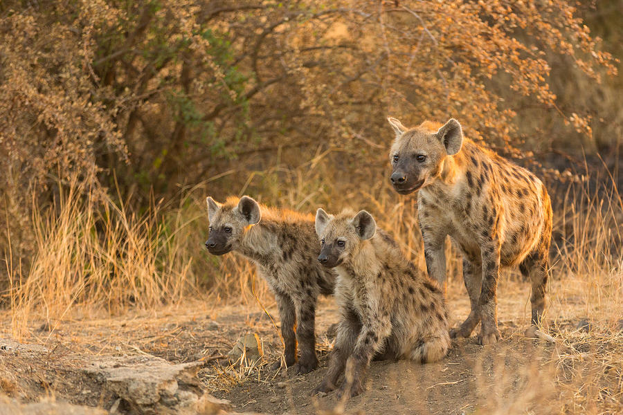 Hyena Meeting Photograph by Iris Braun