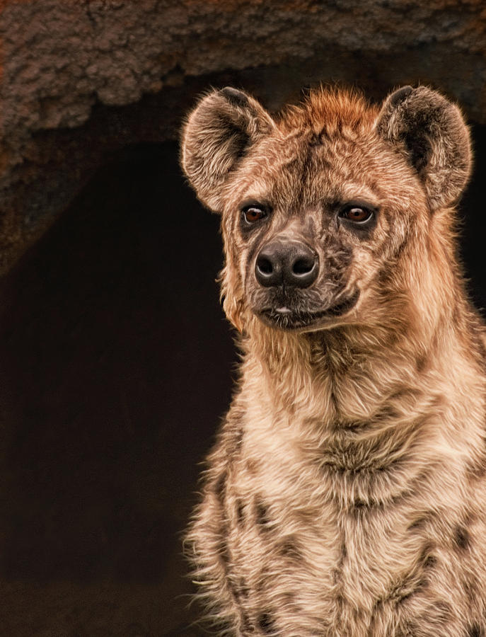 Hyena Photograph by Mitch Spence