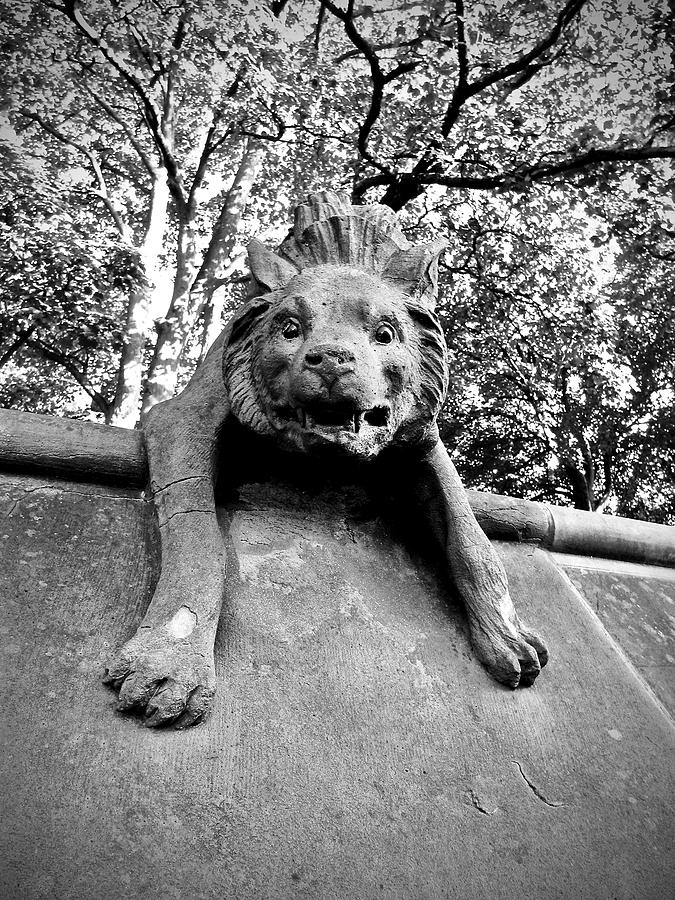 Hyena on the Wall Photograph by Rachel Morrison