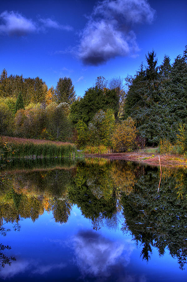 Hylebos Wetlands Pond Photograph by David Patterson