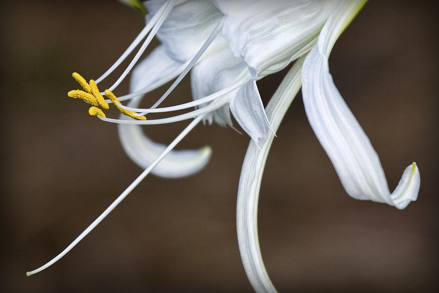 Hymenocallis narcissiflora Photograph by Patricia Montgomery