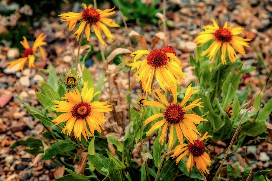 Hymenoxys Wildflowers Colorado IMG_8648 Photograph by Greg Kluempers