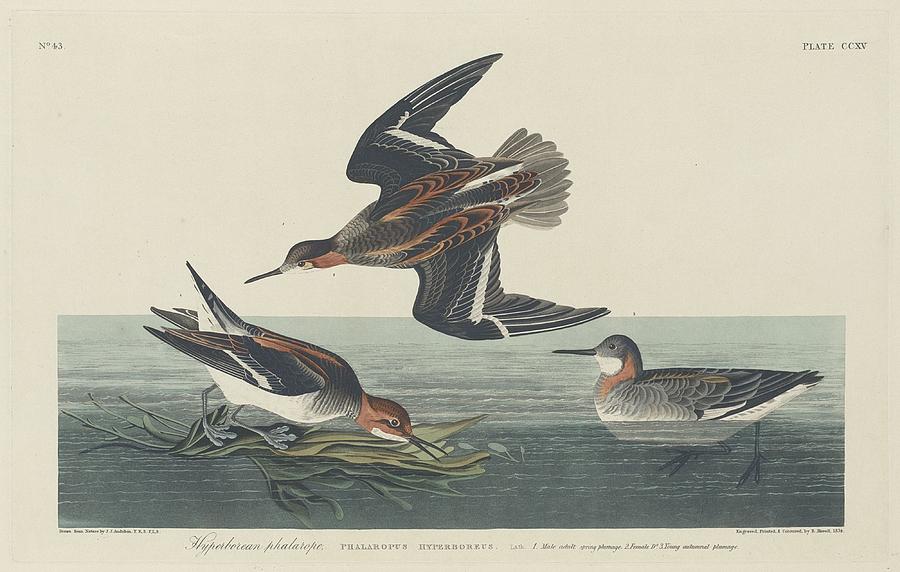 John James Audubon Drawing - Hyperborean Phalarope by Dreyer Wildlife Print Collections 